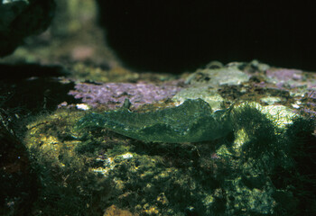 Solar-powered sea slug on rock, green velvet snail, green elysia, sap-sucking slug (Elysia viridis), green color by embeded chloroplasts, 
