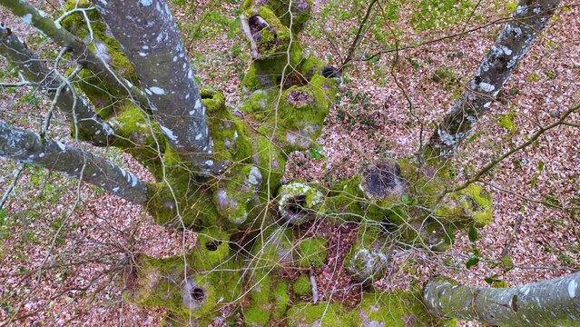 Overhead view of a Beech (Fagus sylvatica) pollard in the area of the town of Ochandiano in the Province of Bizkaia. Basque Country. Spain. Europe