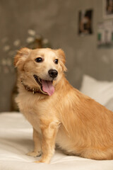 A red fluffy dog ​​is sitting on the bed. There is a bouquet of flowers in the room.