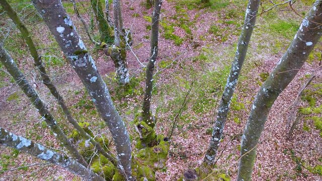 Overhead view of a Beech (Fagus sylvatica) pollard in the area of the town of Ochandiano in the Province of Bizkaia. Basque Country. Spain. Europe