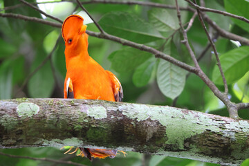 The collared puffbird (Bucco capensis) is a species of bird in the family Bucconidae, the puffbirds, nunlets, and nunbirds. This photo was taken in Colombia.