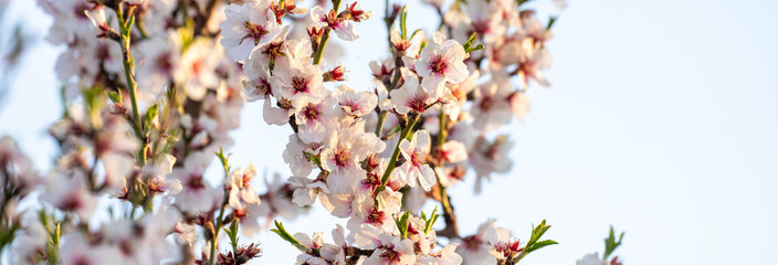 The blossoming white apricot tree, a beautiful picture of nature