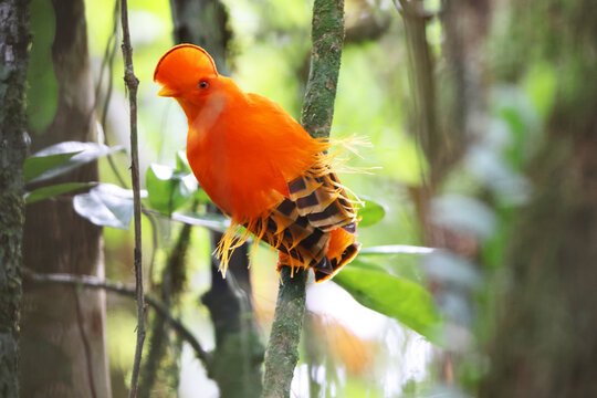 The Guianan cock-of-the-rock (Rupicola rupicola) is a species of cotinga, a passerine bird from South America. This photo was taken in Colombia.