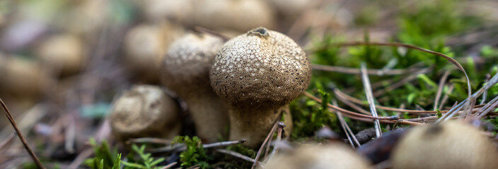 Autumn mushroom in the forest, close up, natural, stock photography