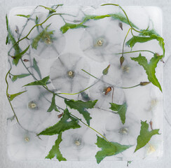 Delicate White Flowers Preserved in Ice &mdash; Minimal Botanical Still Life