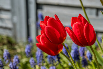 red tulips with blue pearl hyacinths in the background