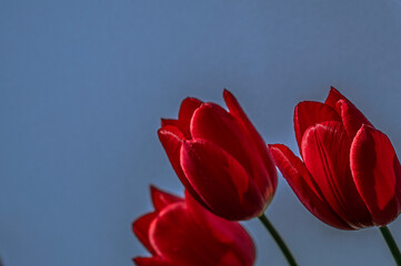 three red tulips against a blue sky