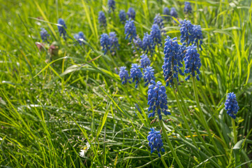 pearl hyacinths on a lawn in the sunshine