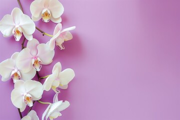 Delicate Orchids, Soft Purple Hue, Floral Display with Copy Space
