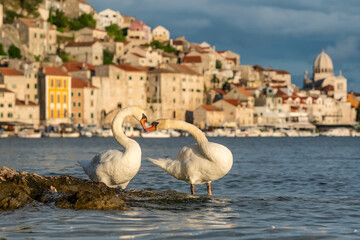 Beautiful white swan birds with Sibenik old town at background, Dalmatia, Croatia.