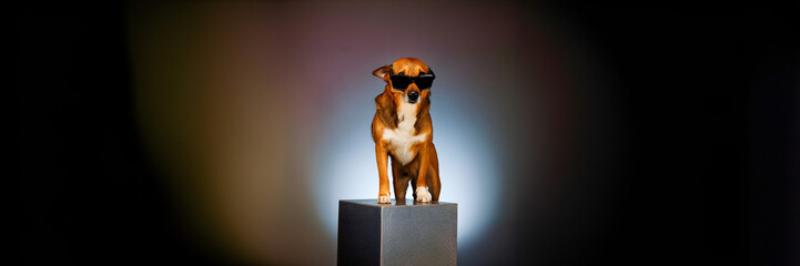 dog wearing sunglasses on black podium