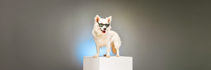 dog wearing sunglasses on white podium
