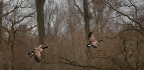 Two Flying Canada Geese (Branta Canadensis)