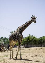 Close up of a giraffe in a Greek zoo moving through the enclosure