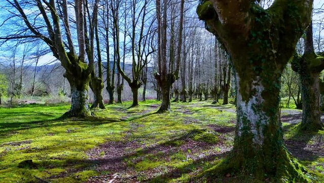 Beech forest (Fagus sylvatica) pollards in the surroundings of the town of Ochandiano in the Province of Bizkaia. Basque Country. Spain. Europe