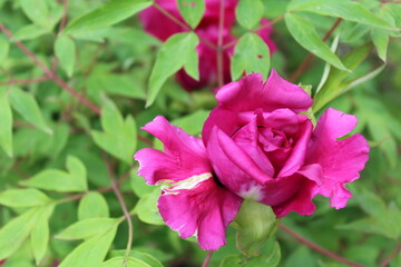 spring flowers, beautiful pink peony flower close-up with green fresh leaves