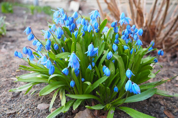 Scilla is a genus of bulb-forming perennial herbaceous plants in the family Asparagaceae, subfamily Scilloideae. Sometimes called the squills in English. Blue flowers in a flowerbed in early spring - Powered by Adobe