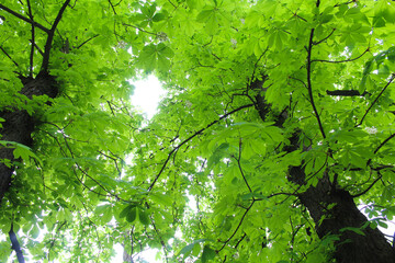 chestnut trees in spring in the park of Kyiv Ukraine, green fresh leaves and white blossom of...