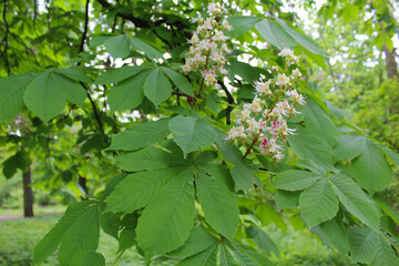 leaves in spring chestnut tree in spring, white chestnut flowers close-up, green fresh leaves on chestnut trees