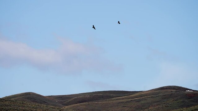 Two Golden Eagles flying over the Utah landscape during spring.