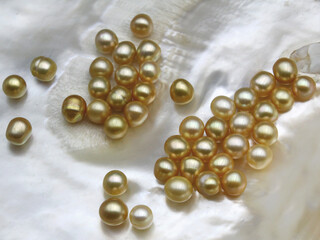Expensive and luxurious golden saltwater South Sea pearls on a white shell, ready to be made into earrings, pendants or necklaces and sold in jewelry store as a fashionable feminine accessory.