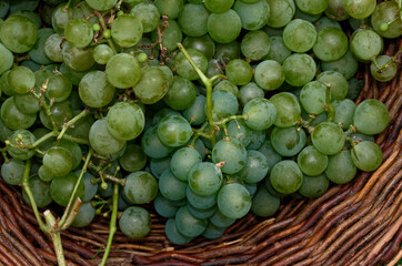 Bunches of grapes have been picked and placed in a basket