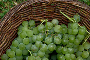 Bunches of freshly picked green grapes in a wicker basket