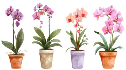 A collection of pink and purple flowers in pots. A collection of flower plants complete with pots on a transparent background.