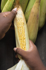 unpeeled and peeled cobs of corn in a brown wood box, whole corn in green husk on a countertop,...