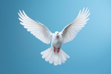 Animal flying bird dove. © Rawpixel.com