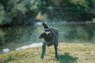 Perro salpicando agua cerca del lago