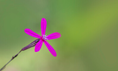 A pink wild flower isolated on green backgrouns. Pink flower in nature.