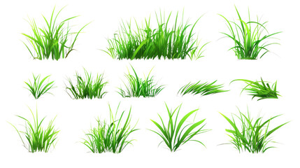 Fresh green grass on a transparent background. Collection of fresh green grass.