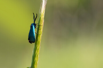 A blue metallic moth isolated on a green plant. Blue moths isolated on green. Spring time in Greece.