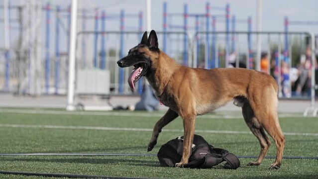 Belgian Shepherd dog follows the command and does not move away from the thing