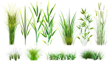 Green grass isolated on white.