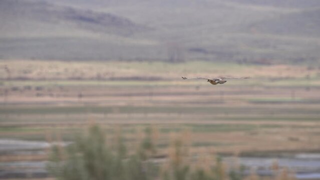 Swainson's Hawk gliding down over field in Utah during Spring.