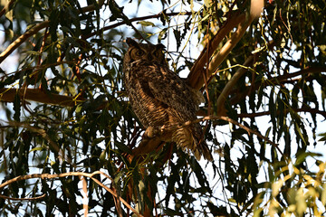 Great-horned Owl camouflaging among tree leaves 