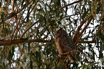 Great-horned Owl camouflaging among tree leaves 