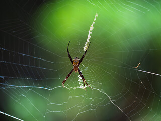 Tropical spider on green background