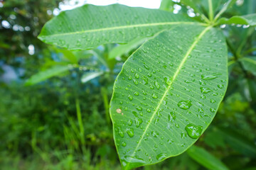 Dew drops or rain water drops on the green leaf, fresh and beauty morning view, nature theme background