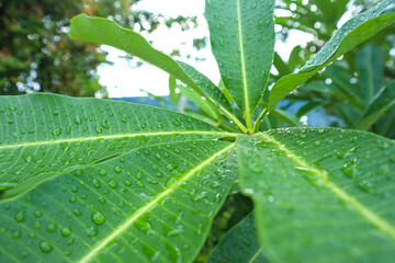 Dew drops or rain water drops on the green leaf, fresh and beauty morning view, nature theme...