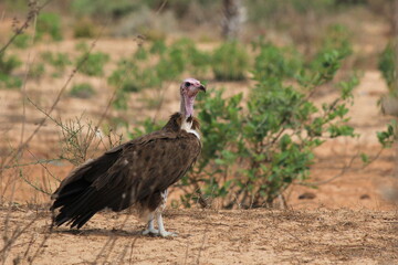 vulture on the ground