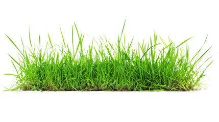 A bunch of green grass with a transparent background.