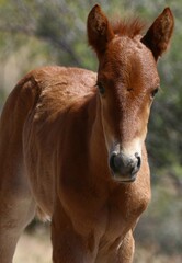 Salt River Wild Horse Colt