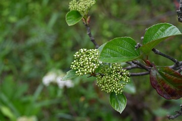 Viburnum japonicum flowers. Adoxaceae evergreen tree.Blooms small flowers in April and berries that turn red in fall are edible.