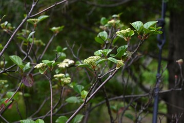 Viburnum japonicum flowers. Adoxaceae evergreen tree.Blooms small flowers in April and berries that turn red in fall are edible.