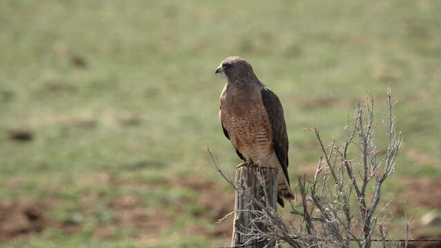 Swainson's Hawk on a post then taking flight in slow motion in Utah.