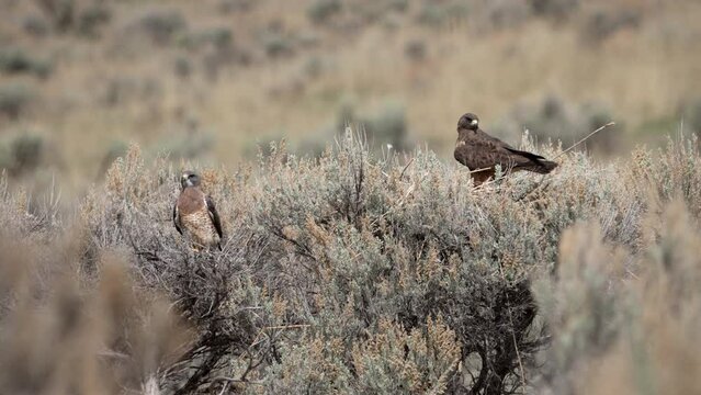 Swainson's Hawk pair building a nest in sagebrush in the Utah wilderness.