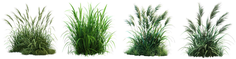 Tiger Grass Jungle Botanical Grass  Hyperrealistic Highly Detailed Isolated On Transparent Background Png File